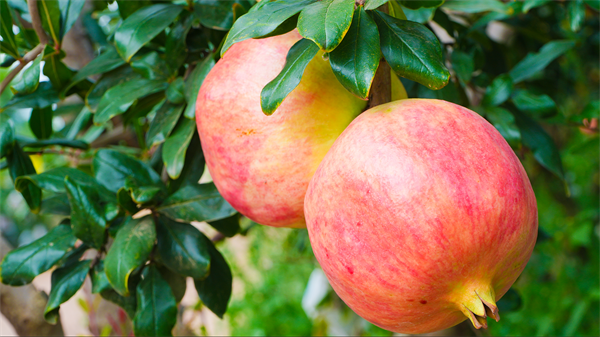 1763446537207739.png 4.png