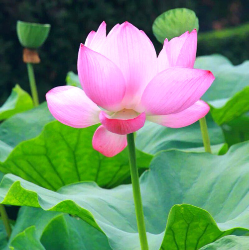 賞 荷